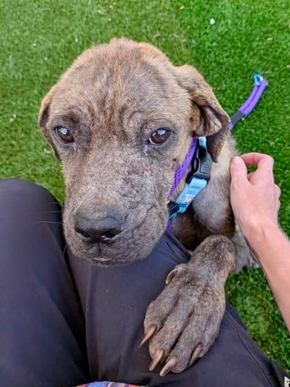 Photo of Million, adoptable dog in Baltimore, Maryland