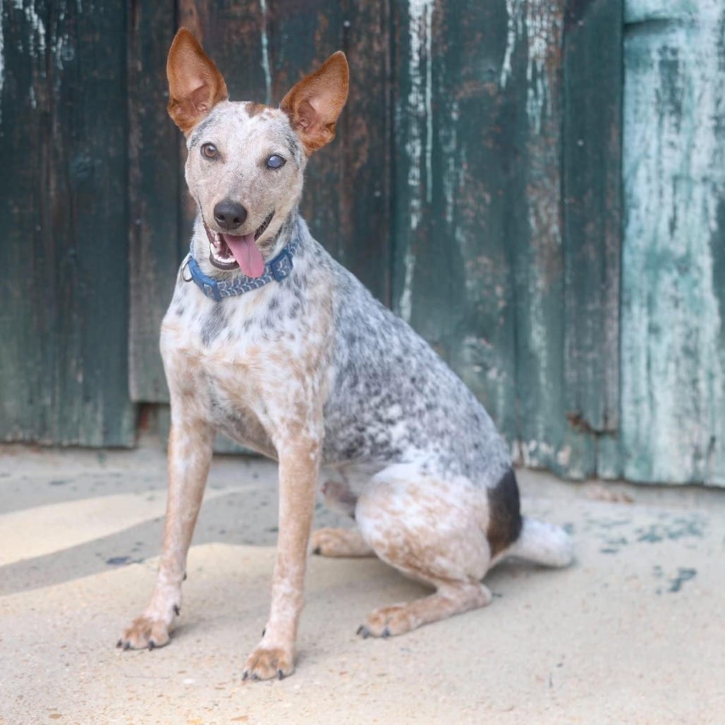 Photo of Fletcher, adoptable Cattle Dog, Australian (Blue Heeler) / Mixed Breed (Medium) in Whitestone, New York
