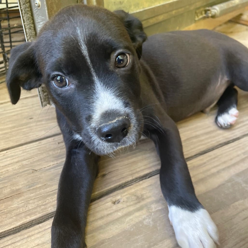 Photo of Max, adoptable Retriever, Labrador / Mixed Breed (Medium) in Fairfax Station, Virginia