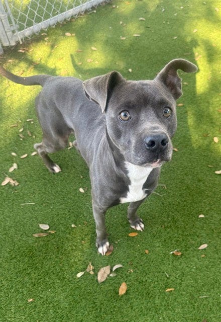 Photo of Blu, adoptable Pit Bull Terrier in Fort Myers, Florida