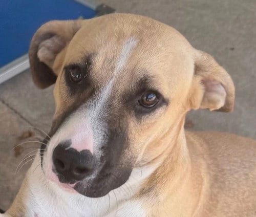 Photo of Gawain, adoptable Hound in Carrollton, Georgia