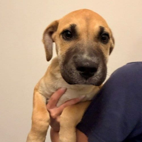 Photo of Bentley, adoptable Unknown breed in Rancho Santa Fe, California