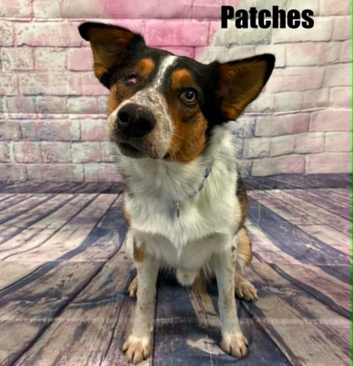 Photo of Patches, adoptable Australian Cattle Dog in Quincy, Michigan
