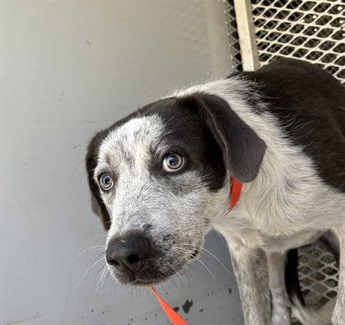 Photo of Tesla, adoptable Pointer in Bakersfield, California