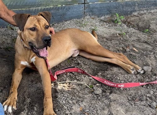 Photo of Simba, adoptable American Pit Bull Terrier in Ocala, Florida