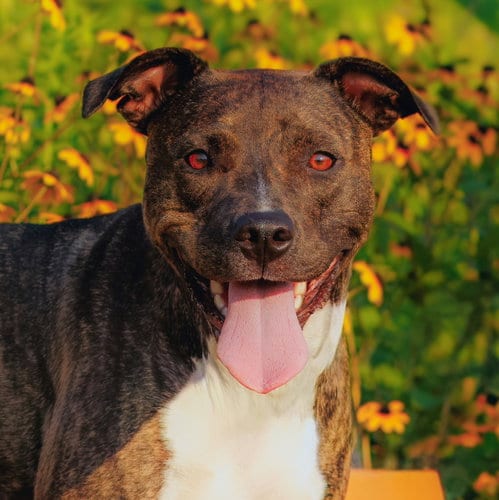 Photo of Cece, adoptable Pit Bull Terrier in Normal, Illinois