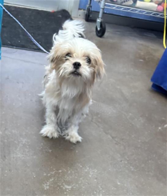 Photo of Leroy, adoptable Mixed Breed