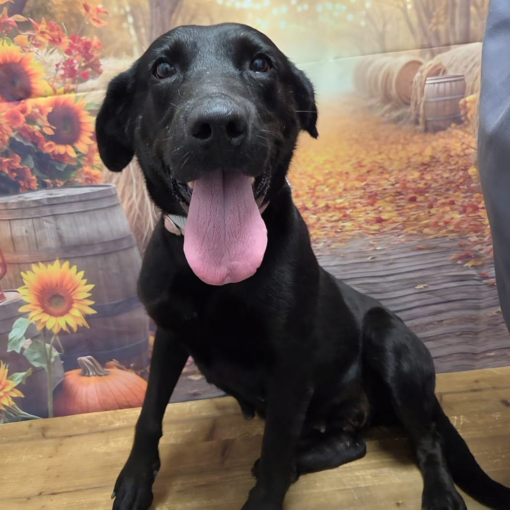 Photo of Princess, adoptable Retriever, Black Labrador / Mix in Normal, Illinois