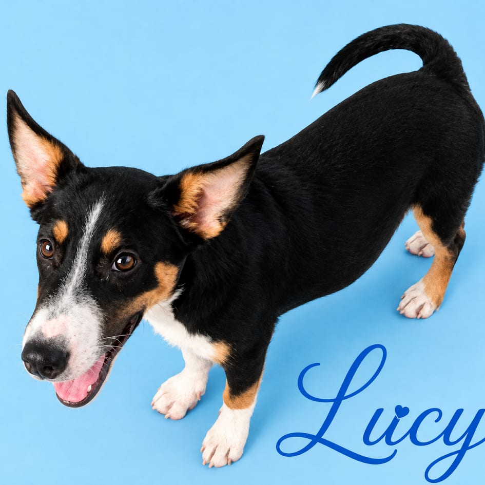 Photo of Lucy, adoptable Cattle Dog, Australian (Blue Heeler) in South Elgin, Illinois