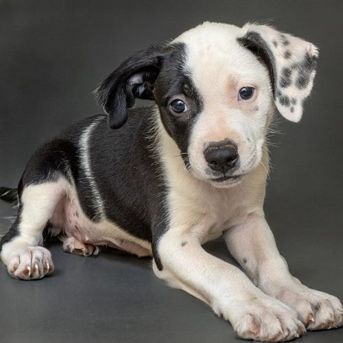 Photo of Pencil, adoptable Plott Hound in Maryland, Missouri