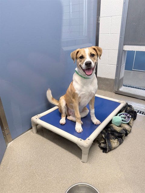 Photo of Rosco, adoptable American Pit Bull Terrier in Mesa, Arizona