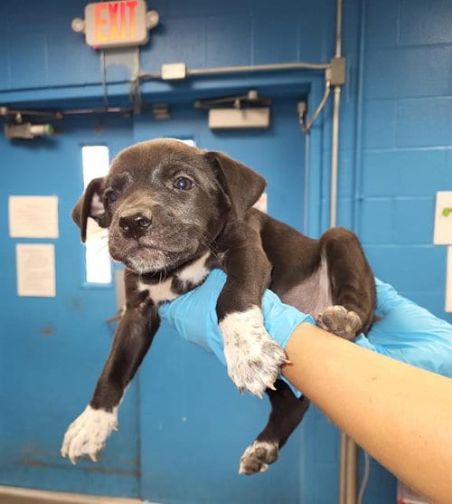 Photo of Axel Rose, adoptable Labrador Retriever in San Antonio, Texas