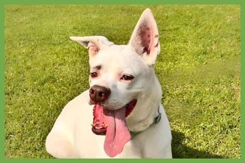 Photo of Boots, adoptable Boxer in Amherst, Massachusetts