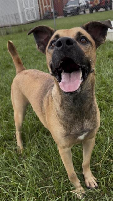 Photo of Shiloh, adoptable Black Mouth Cur in Rosenberg, Texas