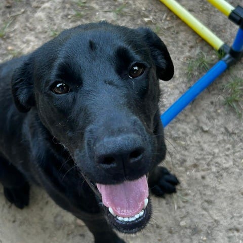Photo of Muffin, adoptable Mixed Breed (Medium) in Cape Girardeau area, Missouri