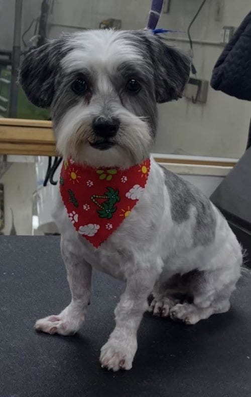 Photo of James, adoptable Shih Tzu in Santa Barbara, California