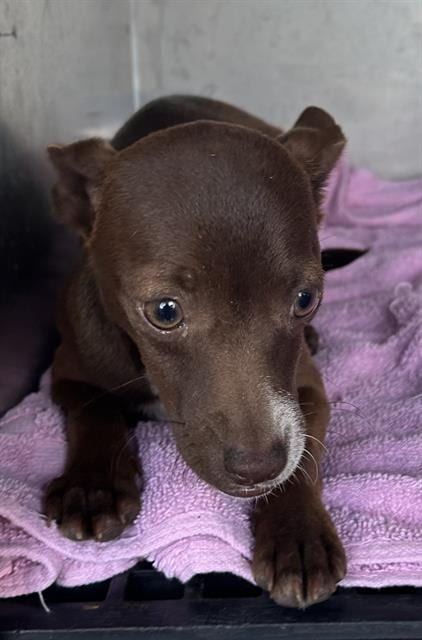 Photo of Mocha, adoptable Chihuahua in Fort Myers, Florida