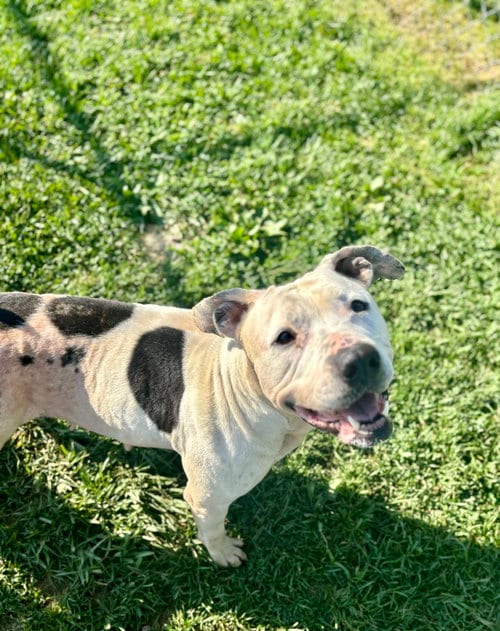 Photo of Thelma, adoptable Pit Bull Terrier in Lewisburg, West Virginia