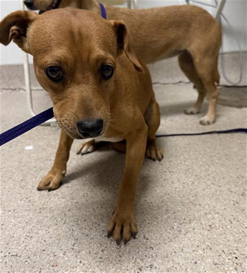 Photo of Peanut, adoptable Chihuahua in Bakersfield, California