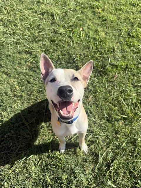 Photo of Mario, adoptable Bull Terrier in Plano, Texas