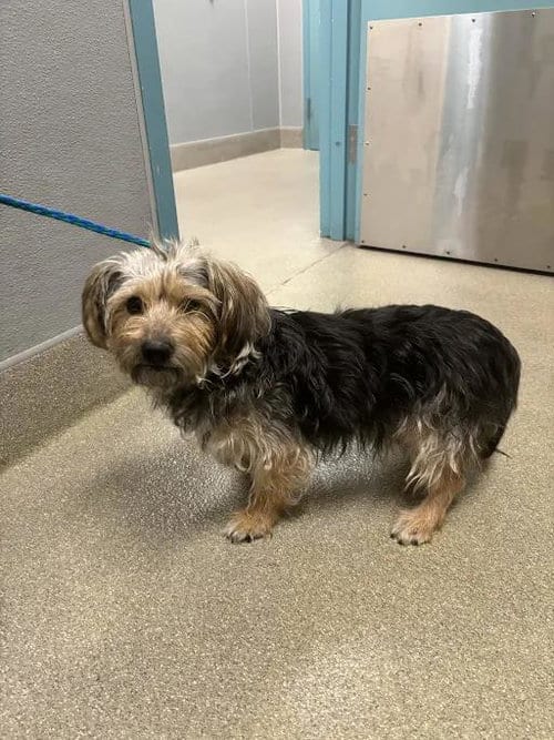 Photo of Fluffers, adoptable Terrier in Las Vegas, Nevada