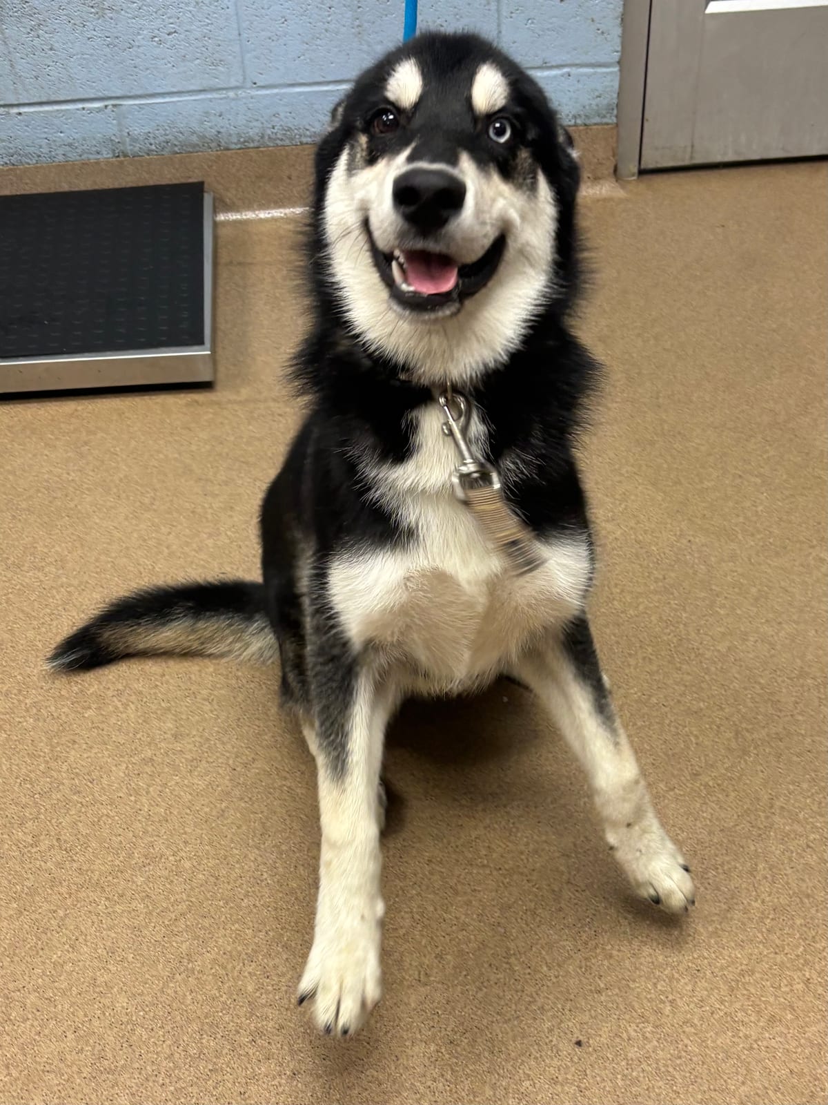 Photo of Twizzler, adoptable dog in Chamblee, Georgia