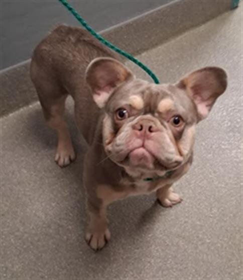 Photo of Pearl, adoptable French Bulldog in Las Vegas, Nevada
