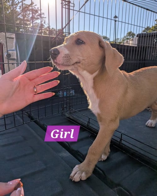 Photo of Macchiato - Coffee Crew, adoptable Labrador Retriever in Sheboygan, Wisconsin