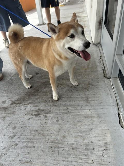 Photo of Yoshi, adoptable Shiba Inu in Miami, Florida