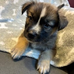 Photo of Gabe, adoptable Shepherd (Unknown Type) Mixed Breed (Medium) in Frederick, Maryland