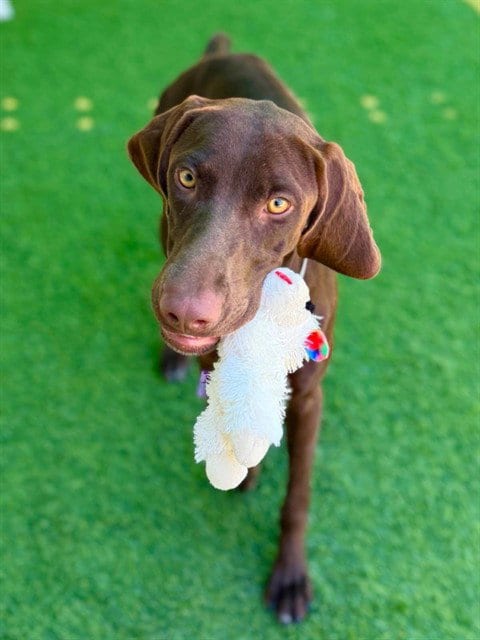 Photo of Darleen, adoptable Pointer in Agoura, California