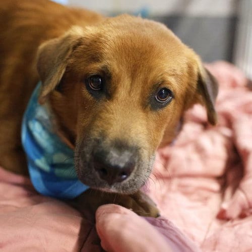 Photo of Buster, adoptable Saint Bernard in San Antonio, Texas