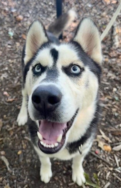 Photo of Night Howler 2 (Zipper), adoptable dog in Baltimore, Maryland