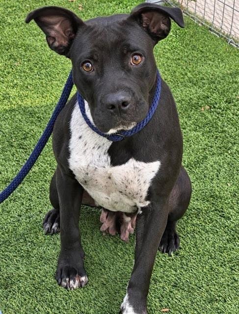 Photo of Tessa, adoptable Pit Bull Terrier in Houston, Texas