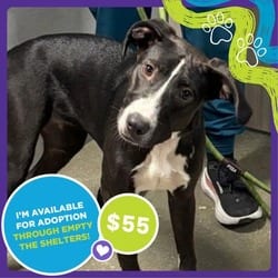 Photo of Louise, adoptable Golden Retriever Jack Russell Terrier in San Antonio, Texas