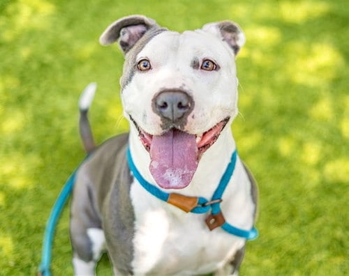 Photo of Cool Whip, adoptable Pit Bull Terrier in San Jose, California