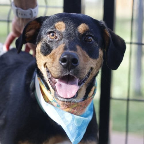 Photo of Rhaenys, adoptable Terrier in San Antonio, Texas