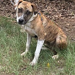 Photo of Myrtle, adoptable Labrador Retriever Hound (Unknown Type) in Washington, Georgia