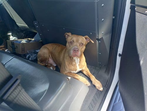 Photo of Mandean, adoptable American Staffordshire Terrier in Fort Lauderdale, Florida