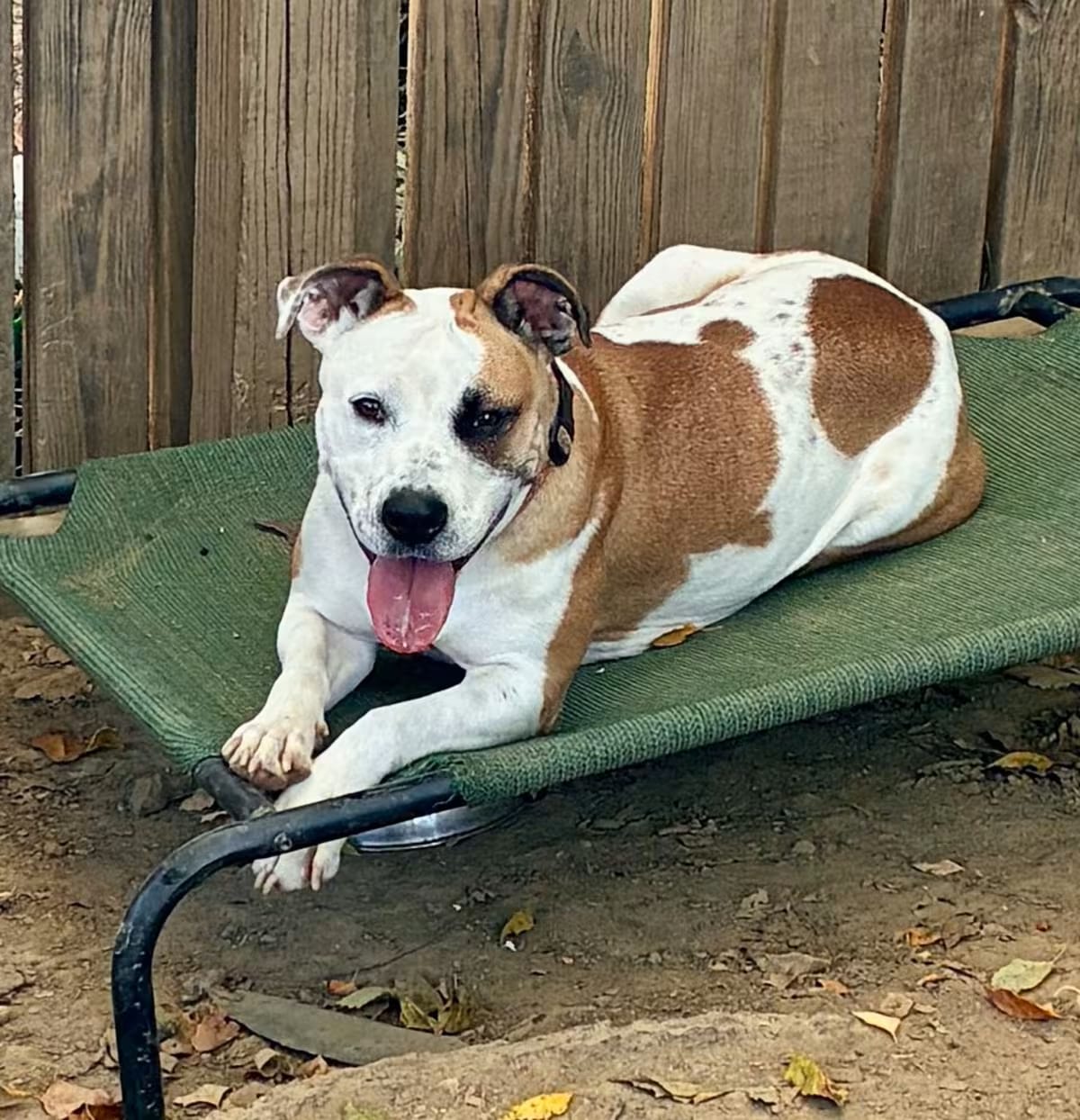 Photo of Hazel, adoptable Bull Terrier/American Bulldog in HAGERSTOWN, Maryland