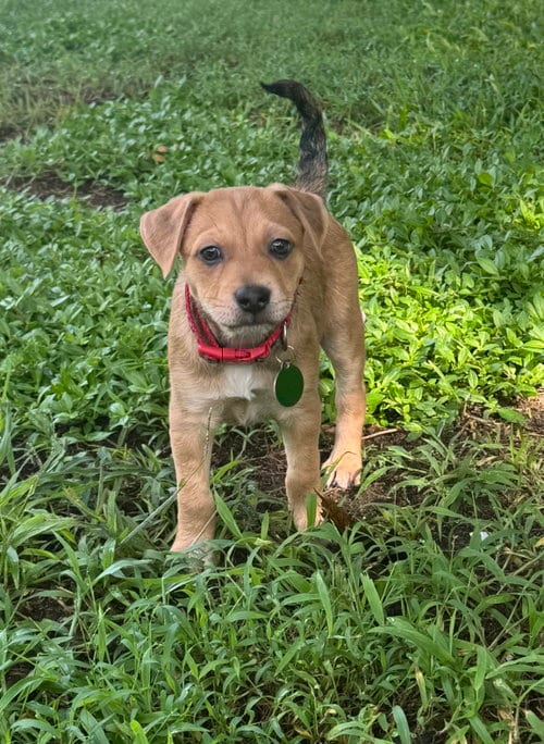 Photo of Nigel, adoptable Labrador Retriever in Royal Palm Beach, Florida