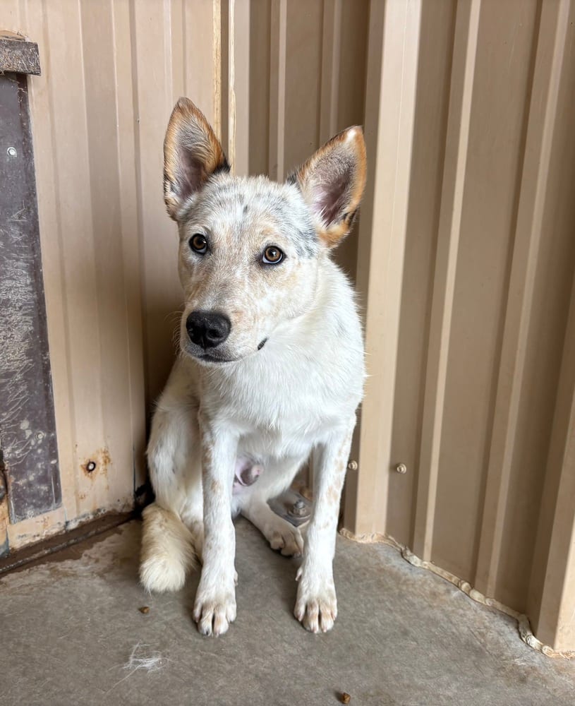 Photo of Betts, adoptable Australian Cattle Dog in Mountainair, New Mexico