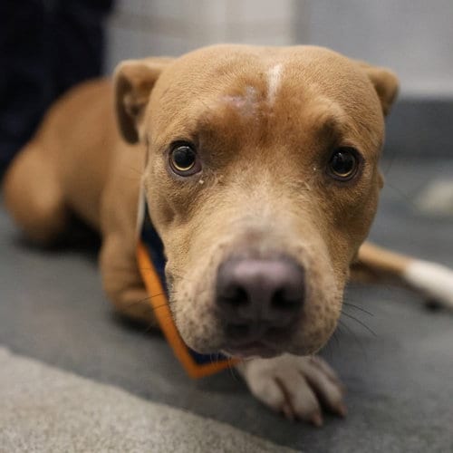 Photo of Finn, adoptable American Staffordshire Terrier in San Antonio, Texas