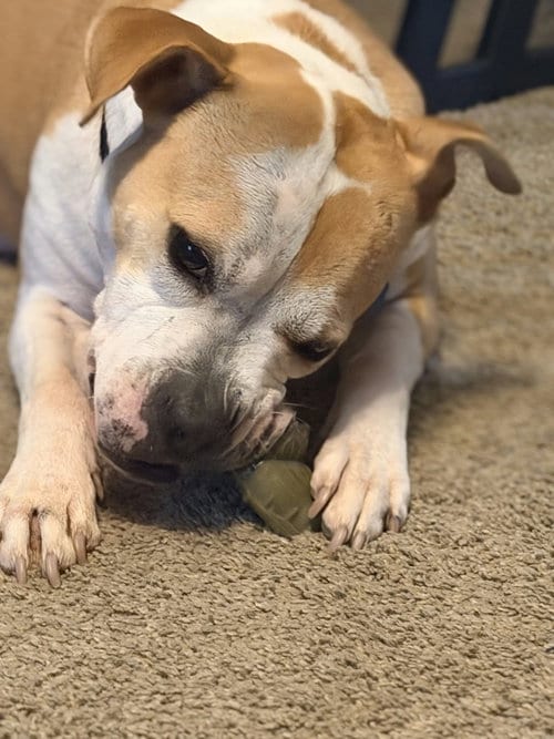 Photo of Tazzie, adoptable Boxer in Germantown, Ohio