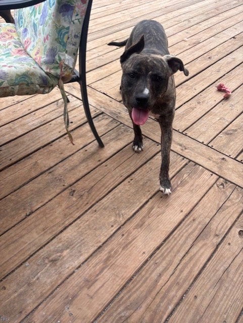 Photo of Sammy, adoptable Pit Bull Terrier in Rutherfordton, North Carolina