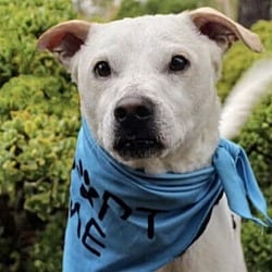 Photo of PJ (aka Delano) CP, adoptable Terrier (Unknown Type, Medium) in Boulder, Colorado