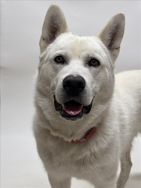 Photo of Truman, adoptable Siberian Husky in Hayward, California