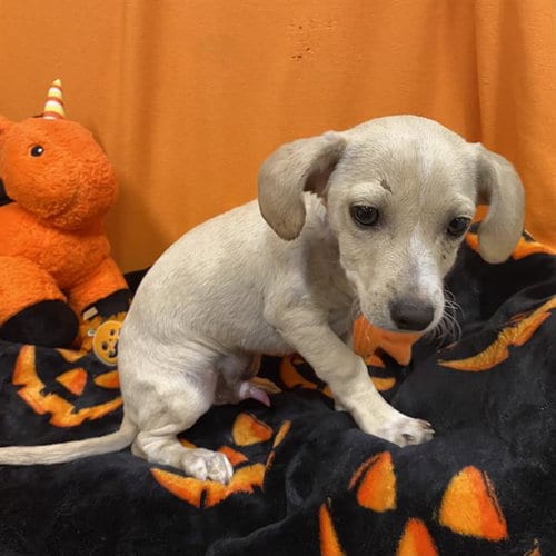 Photo of A615318, adoptable Dachshund in Modesto, California