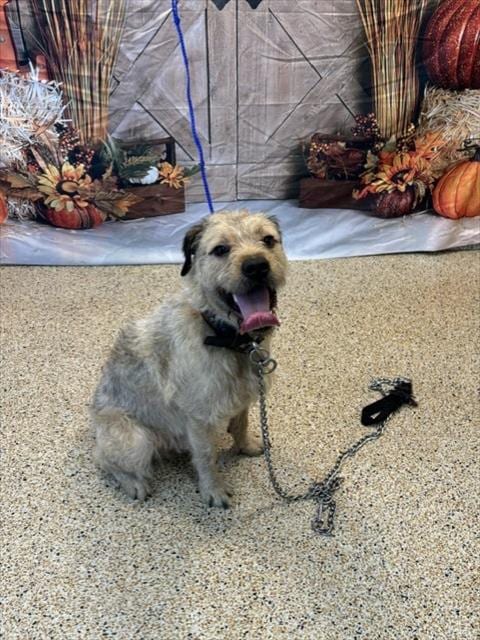 Photo of Bobby Bubbles, adoptable Border Terrier in Miami, Florida