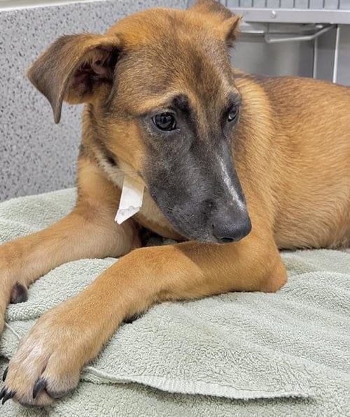 Photo of Boomer, adoptable German Shepherd Dog in Houston, Texas